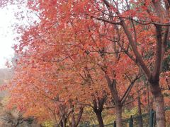 -香山公园