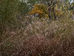 -广富林郊野公园