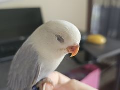-吉丁鸟咖·异宠·寄养