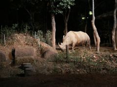 -清迈夜间动物园