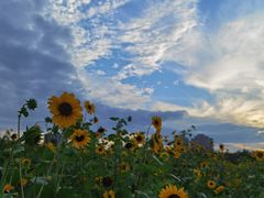 -汉长安城未央宫国家考古遗址公园