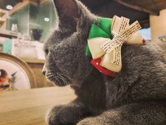 -共舞时光猫咖·狗咖(新街口店)