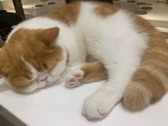 -飞行喵MR PILOT|猫舍·猫咖(静安大融城店)