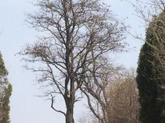 -原山国家森林公园