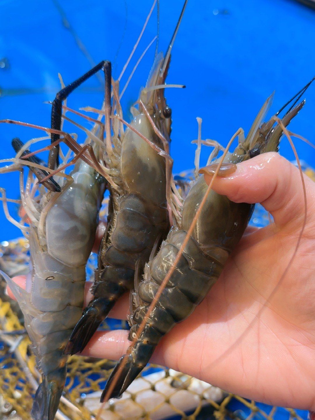 罗氏虾?他比我手还长
嗯～确定了