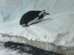 -海合安成都极地海洋公园