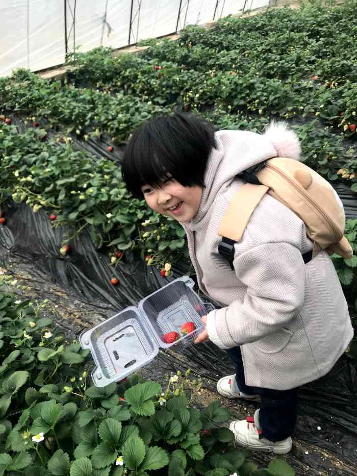 绿苑莓香草莓樱桃采摘中心-"顾客介绍来的,第一次来的时候只有我们一