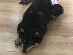 -柴犬小屋·柴餐厅·狗咖食堂(金鼎广场店)