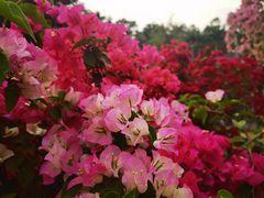-莲花山公园