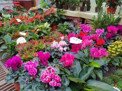 -秦美花卉(天朗·莱茵小城2期店)