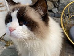 -喵屿·大理花园猫咖