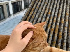 -喵屿·大理花园猫咖