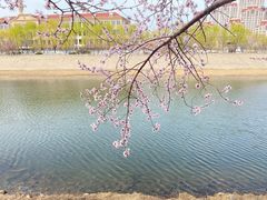 -桃花堤公园