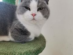 -猫在这儿猫咪咖啡馆·撸猫馆