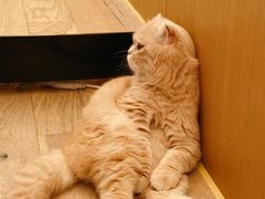 -CAT’S MEWSTAR CAFE·喵星球猫屋(晴湾咖啡店)
