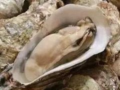 -生蚝扇贝王(郑州店)