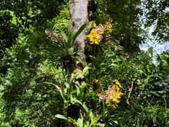 -莫里热带雨林景区