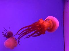 -常州海昌海洋探索馆