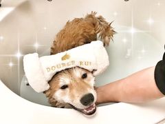-Double Rui宠物酒店