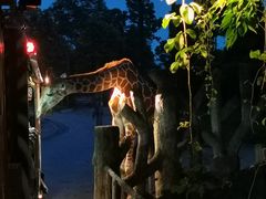 -清迈夜间动物园