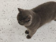 -喵园·猫主题咖啡厅·撸猫·猫咖(国贸店)