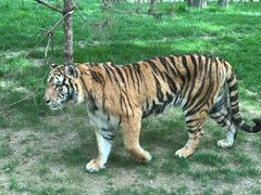 -北京野生动物园