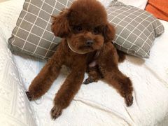 -佳雯宠物医院·皮肤科·内外科(春晓路分院)