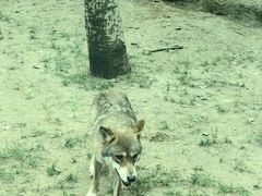 -北京野生动物园