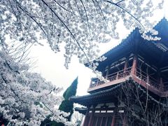 -西安青龙寺遗址景区