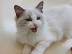 -momokira米努特·德文卷毛猫·棉花面纱犬
