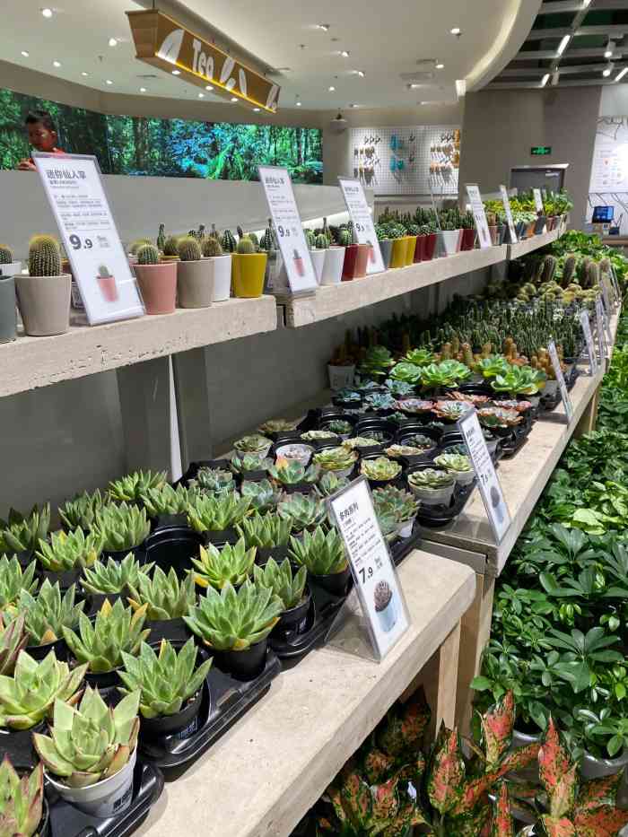 鹿岛园艺(朝天门来福士店)-"这应该是我最喜欢的一家鹿岛了,环境是真