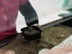 -叶氏麻糍(鼓浪屿店)