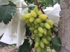 -马陆小张葡萄园农家乐