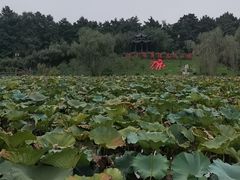 -渌洋湖湿地公园