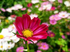 -海心沙亚运公园