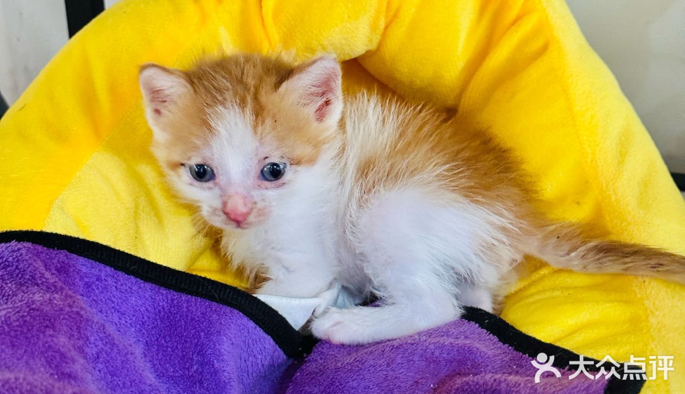 我说要个招牌 老板给我上了只猫🐱