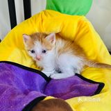 我说要个招牌 老板给我上了只猫🐱