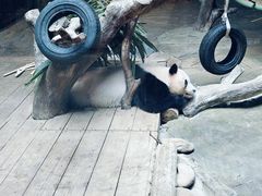 -广州长隆野生动物世界