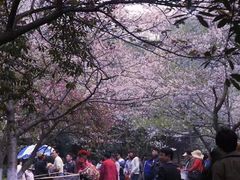 -武汉大学-樱园