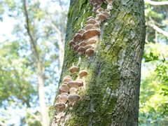 -西湖风景区十里琅珰-五云山