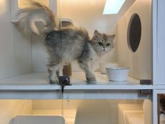 -十月米努特矮脚猫舍
