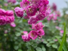 -长安文化生态公园