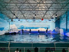 -秦皇岛乐岛海洋王国