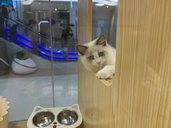 -屋虎猫馆(宝安大仟里店)