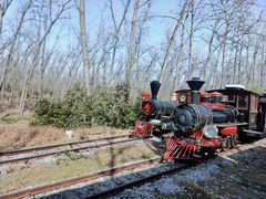 -合肥滨湖国家森林公园