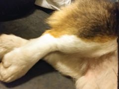 -萌喵宠狗爱心宠咖