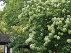 -惠山古镇·寄畅园