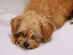 -COTTON CAFE(德信·中外公寓店)