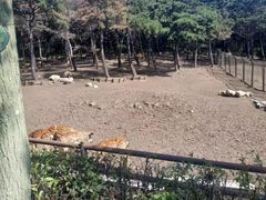 -沈阳森林动物园