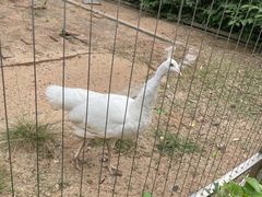 -深圳野生动物园